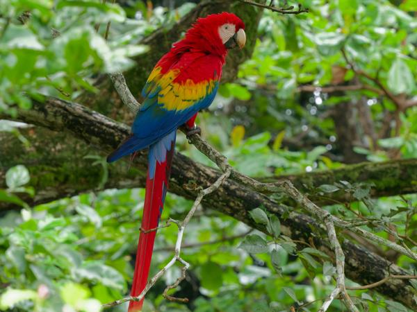 <h3><a href="/trips/costa-rica/biota/animalia/chordata/aves/027 psittaciformes/003 psittacidae/ara macao/ara macao-nl.html">Ara&nbsp;macao</a> / Scarlet&nbsp;macaw / Geelvleugelara</h3>OM-1 Mark II met OLYMPUS M.150-400mm F4.5 TC, 1/40 sec  bij F10.0, ISO 10000, afstand 11.7&nbsp;m